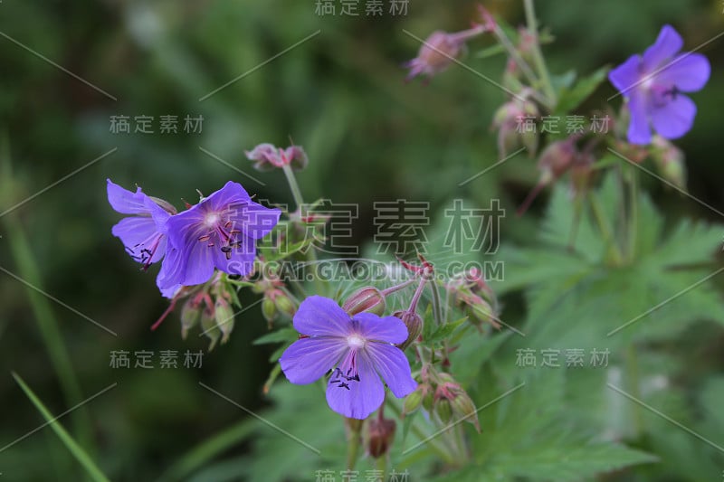 草甸鹤嘴花(天竺葵)特写