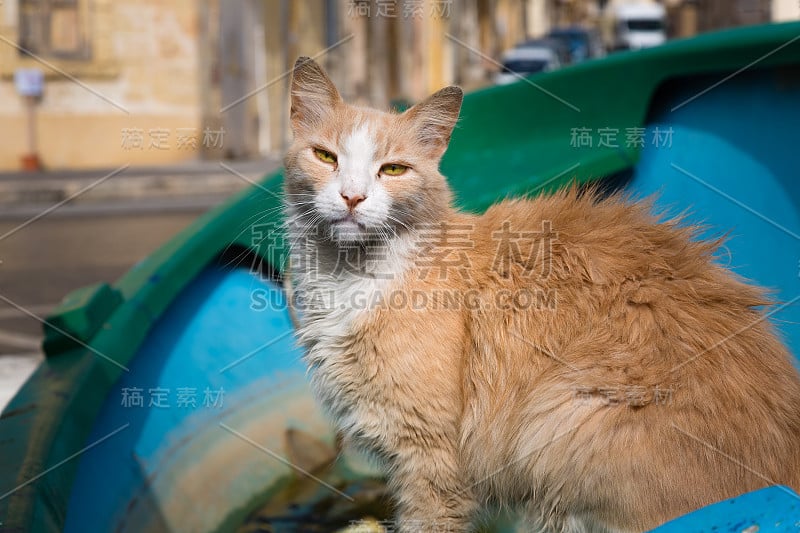 马萨斯洛克港的猫