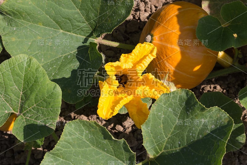 在斯图加特附近的夏季七月，德国南部农舍花园的蔬菜