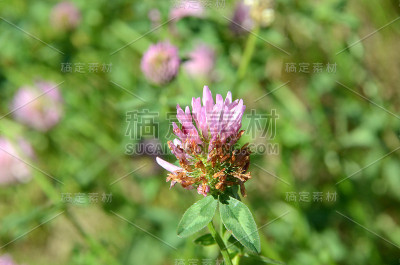 玉米的花