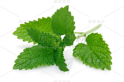 新鲜的柠檬蜂草或梅丽莎孤立在白色