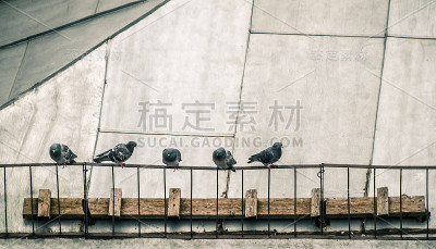 鸽子