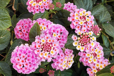 马缨丹，叶子和花