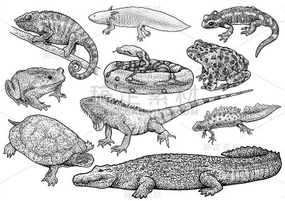 两栖爬行动物收藏插图、素描、版画、水墨、线条艺术、矢量