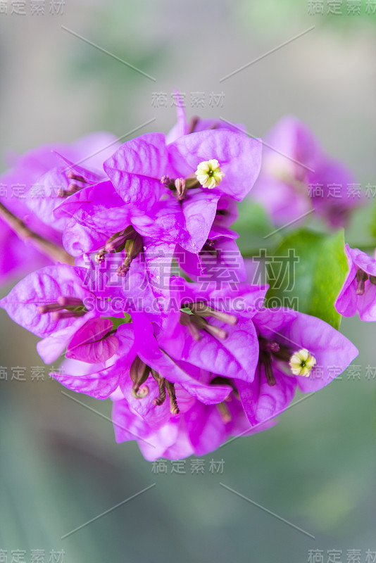 叶子花属花卉特写