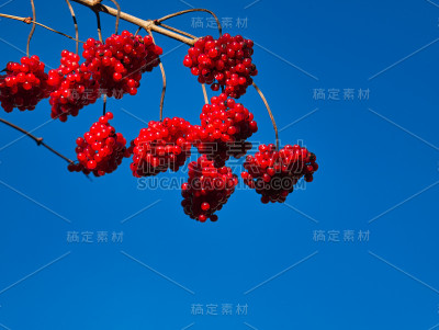 一个有红色果实的普通雪球