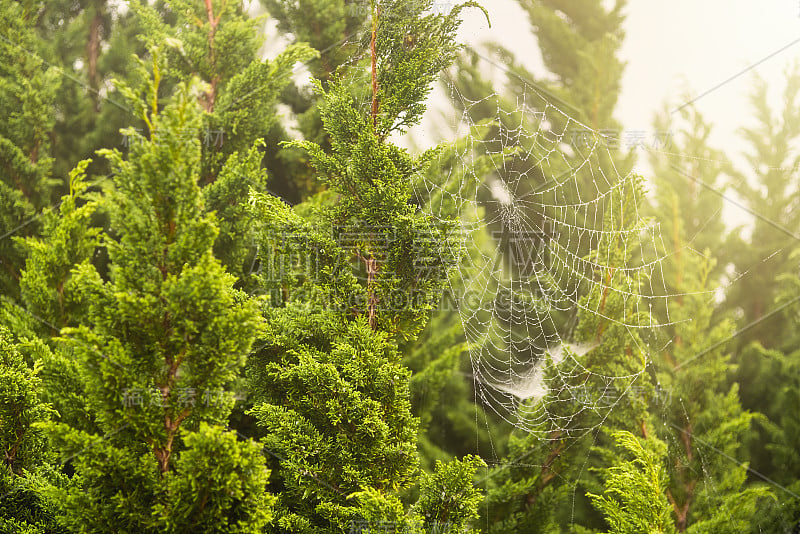 鲜绿蕨叶上的蜘蛛网，以大自然为背景。泰国。