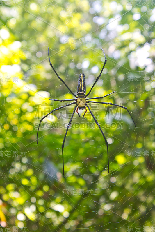 大型热带蜘蛛- nephila(金球)