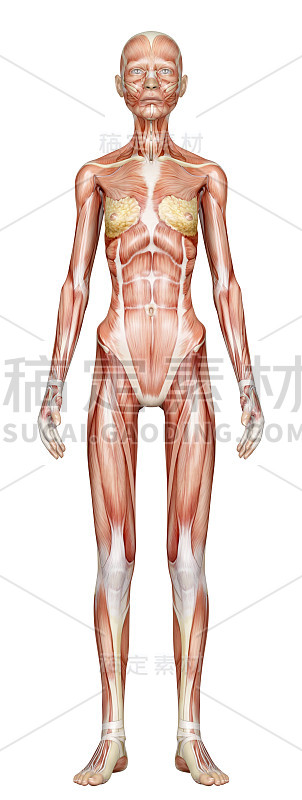 瘦弱女子的肌肉，用来学习