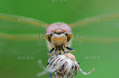 大眼睛坐着的蜻蜓