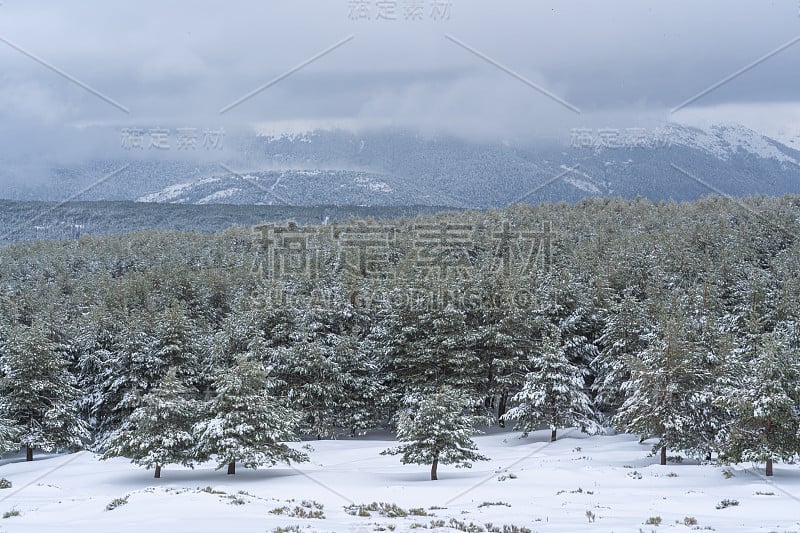 白雪皑皑的松林，背景是雪山