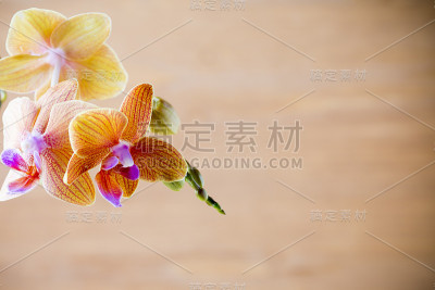 兰花。