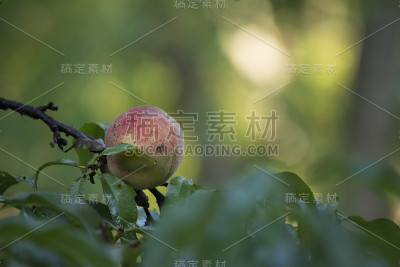 桃子的树