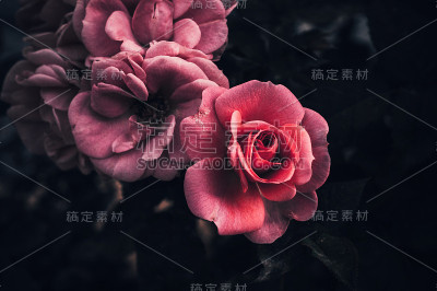 美丽娇嫩的玫瑰背景