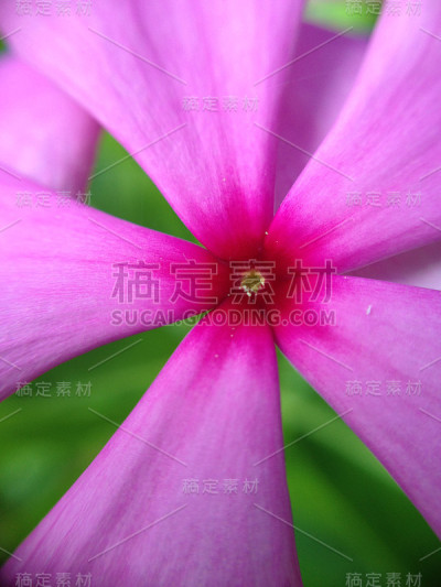 粉红色花的中心