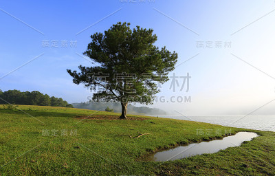 湖中独树