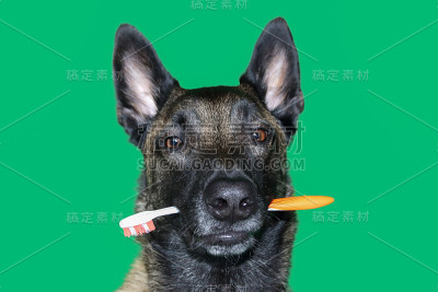 比利时牧羊犬马里诺瓦的画像