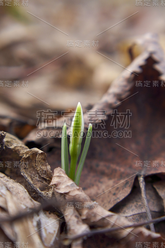 雪花莲，一年的第一朵花。