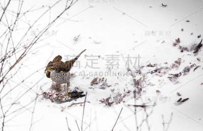苍鹰和猎物