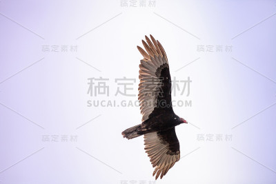 火鸡秃鹫宣泄光环