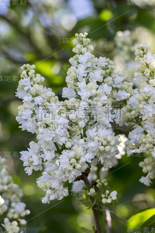 橄榄科紫丁香属开花植物，落叶灌木，花为白色，叶为绿色