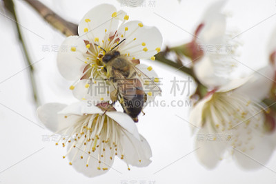 梅花