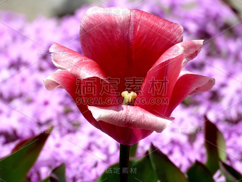 2016桑丘红色郁金香花