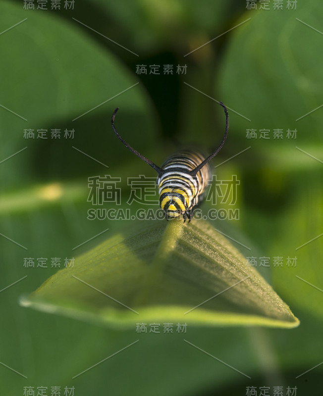 帝王毛虫，幼虫，鳞翅目