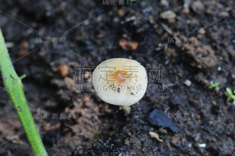 Masroom plant in a garden fresh vegetable isolated