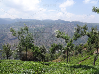 乌蒂茶园的树景。