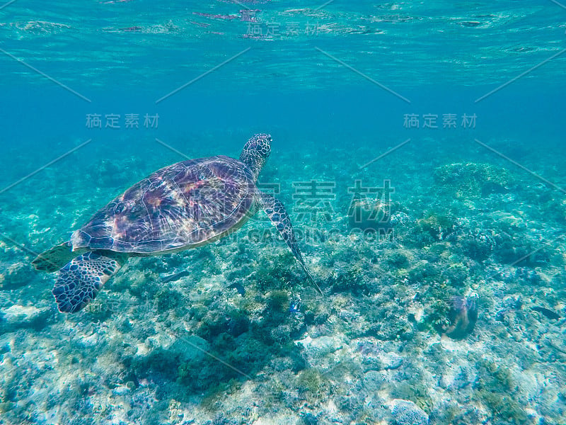 海龟在海底。野生海龟在蓝色的热带海洋中水下游泳。