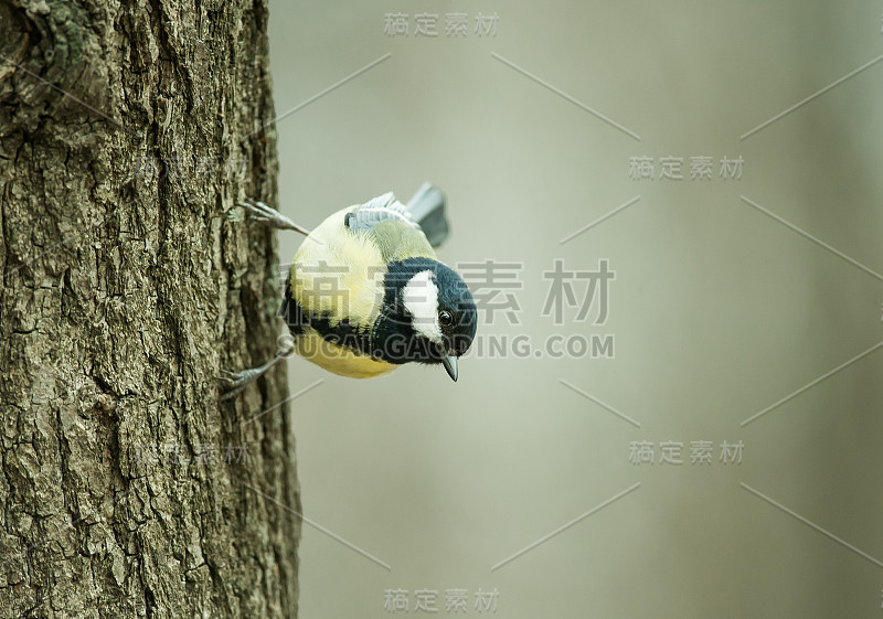 山雀在树上，后面有模糊的背景