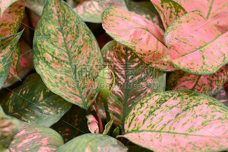 观赏植物,Aglaonema