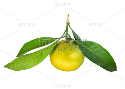 白色背景上孤立的绿色柑橘