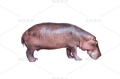 河马孤立