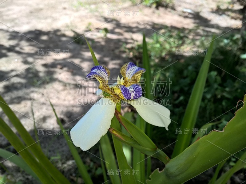 巴西新马利卡假丝酵母花在花园里