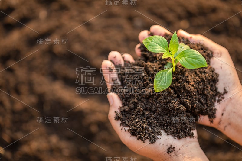 用手紧紧握住绿色幼树的芽，在土壤中播种