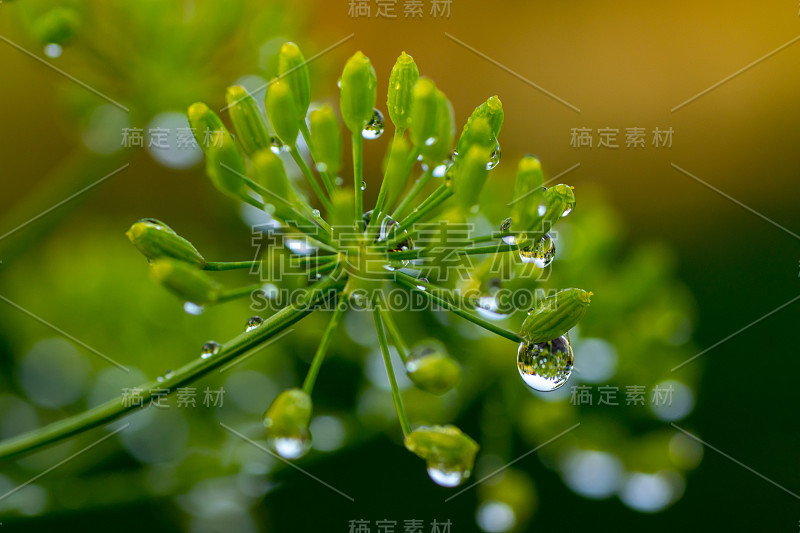 植物上昆虫的微距摄影