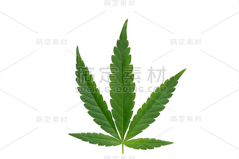 在白色背景上分离的大麻