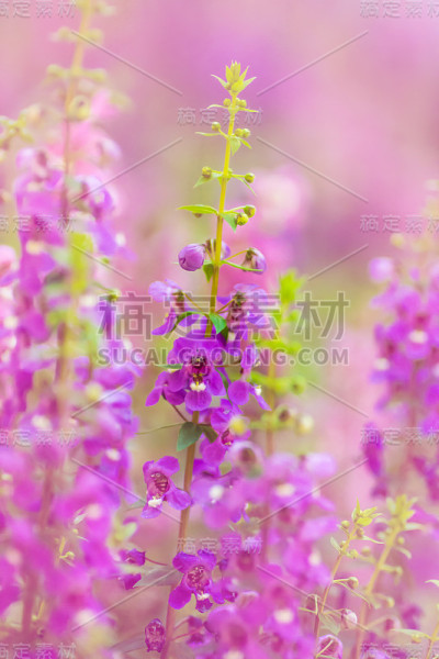 勿忘我