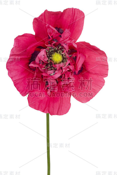 花孤立