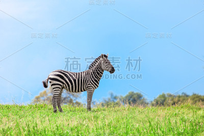 斑马