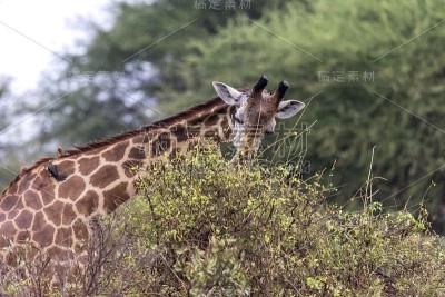 长颈鹿