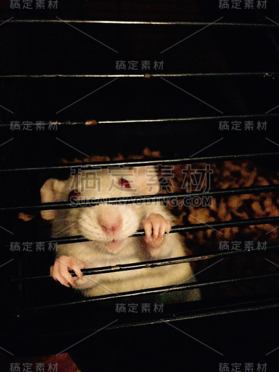 可爱的宠物老鼠在笼子里
