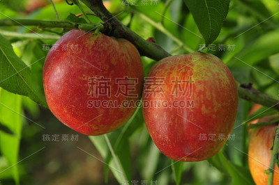 成熟的桃子挂在树上