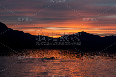 座头鲸在日落时吸吸