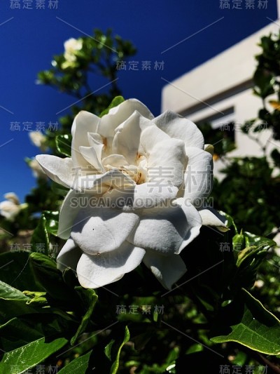 茉莉花