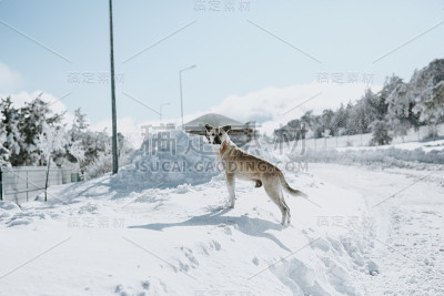 狗