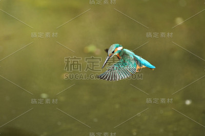男性翠鸟徘徊