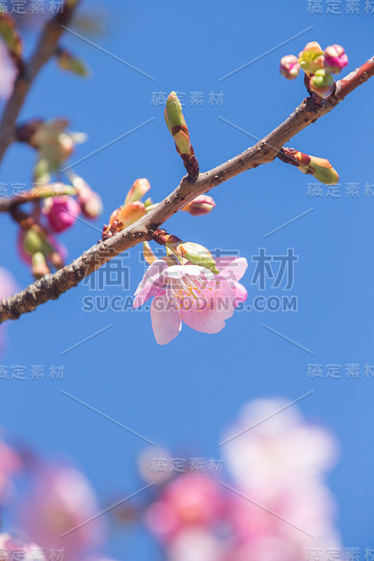 日本的樱花